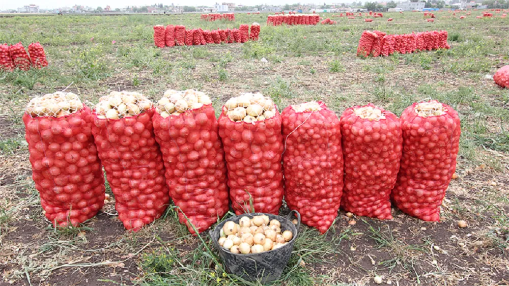 SOĞANDA ERKEN HASAT