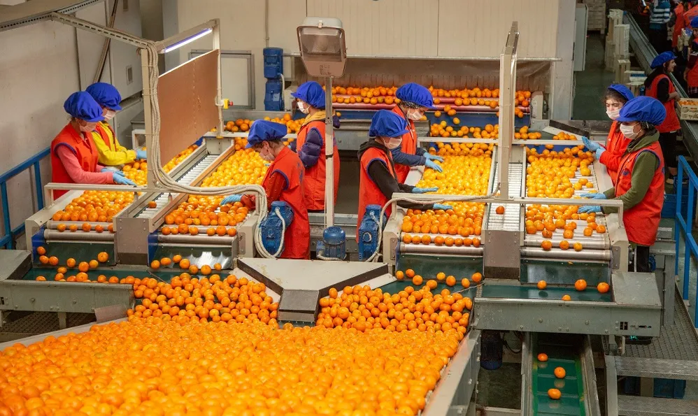 MANDALİNANIN İHRACAT YOLCULUĞU BAŞLIYOR