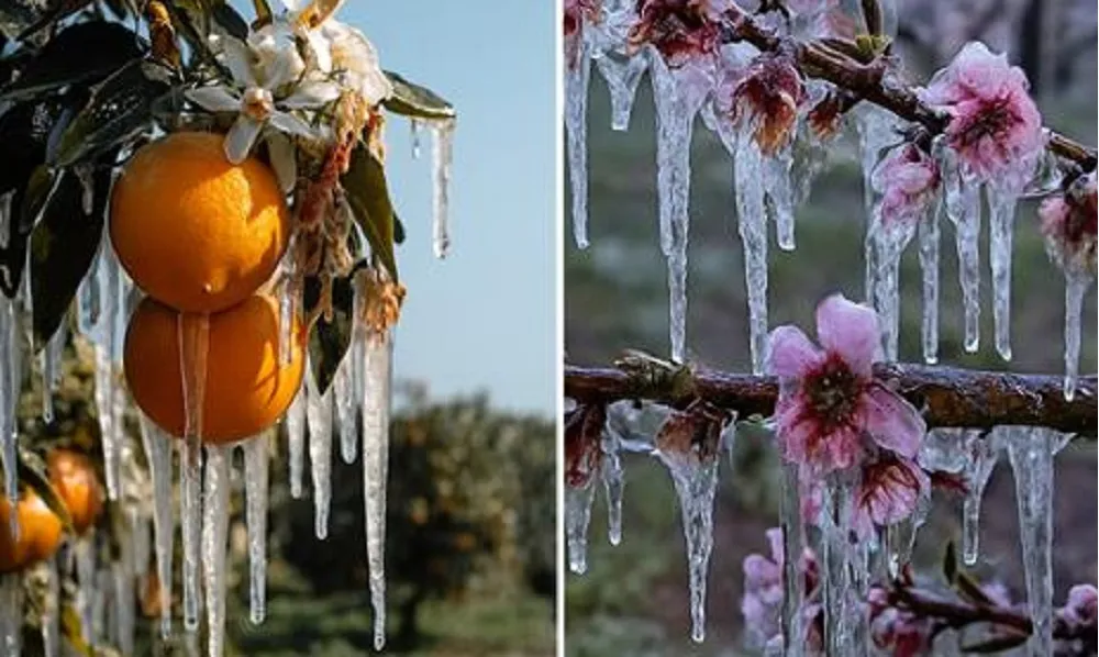 ADANA’DA ÜRETİCİLERE 717 MİLYON TL DON ZARARI ÖDEMESİ 