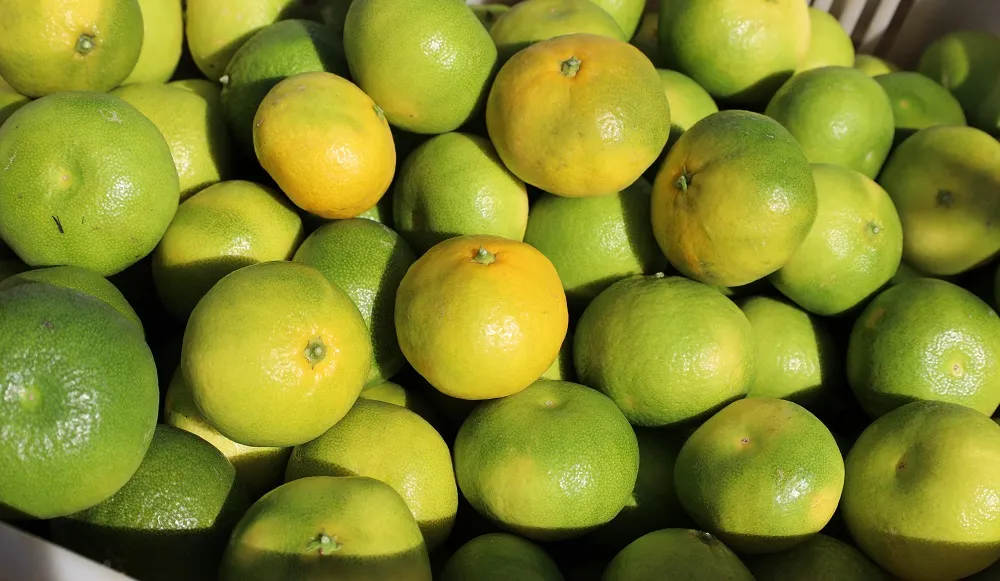 MANDALİNA İHRACATINDA YÜZDE 144’LÜK REKOR ARTIŞ