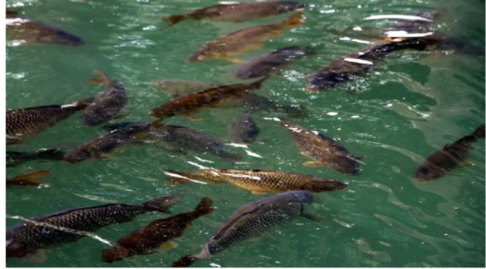 AVRUPA’NIN İLK SU ÜRÜNLERİ OTB’Sİ ADANA’DA YATIRIMCIYA HAZIR