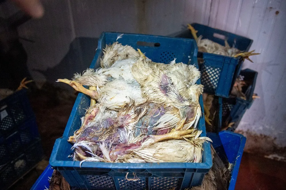 ÖLÜ TAVUKLAR VATANDAŞLARA YEDİRİLECEKTİ