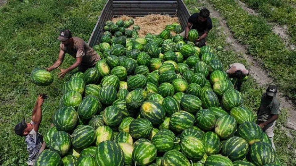 TEMMUZ AYI ŞAMPİYONU KARPUZ