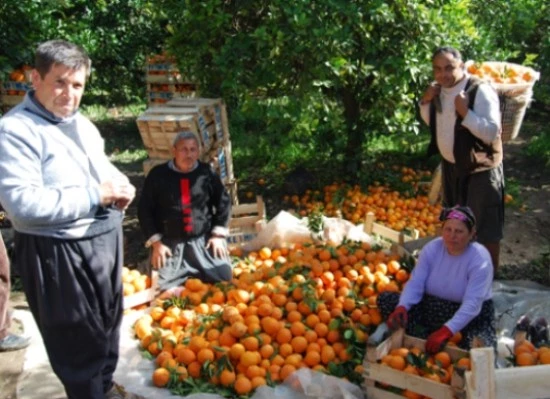 Narenciye ihracatında iadeler açıklansın