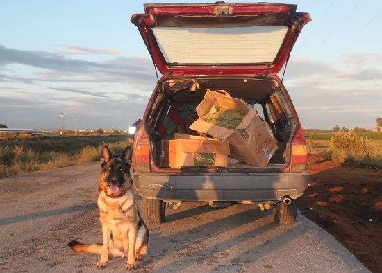 Trafik kontrolünde 50 kilo esrar