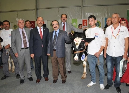 Adana’da 3. Damızlık inek yarışması