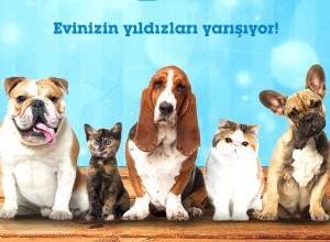 petstar2013