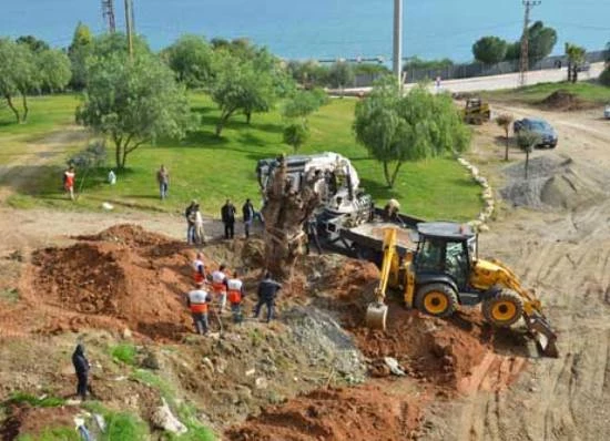 Anıt ağaç Çobandede’ye taşındı