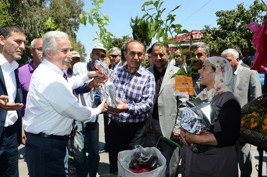 Büyükşehirden 20 Bin Turunç Fidanı