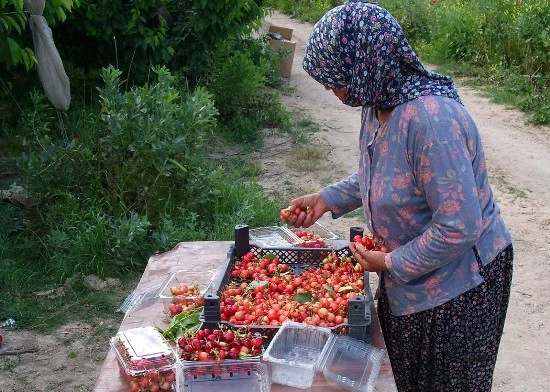 Kiraz hasadı başladı