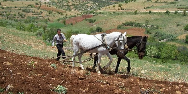 50 Bin Çiftçi Karasaban Kullanıyor