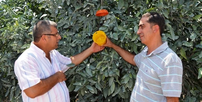 Narenciye Üreticinin Korkulu Rüyası 
