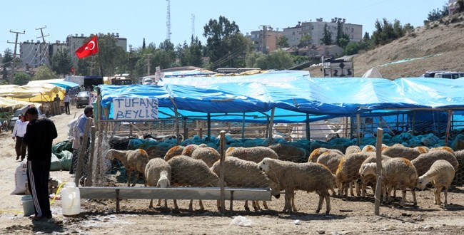 kurban_kesim_cova2