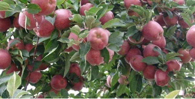 Elmada hasat buruk geçiyor