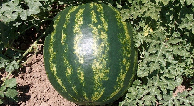 karpuz1_