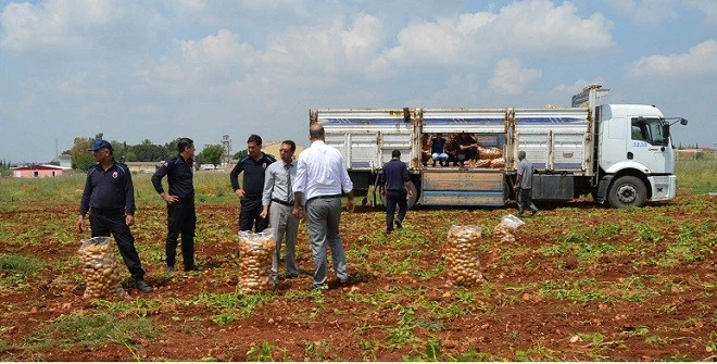 Cezaevinde organik patates yetiştirdiler