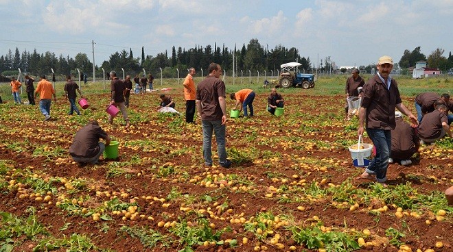 cezaevi_patates_organik (5)
