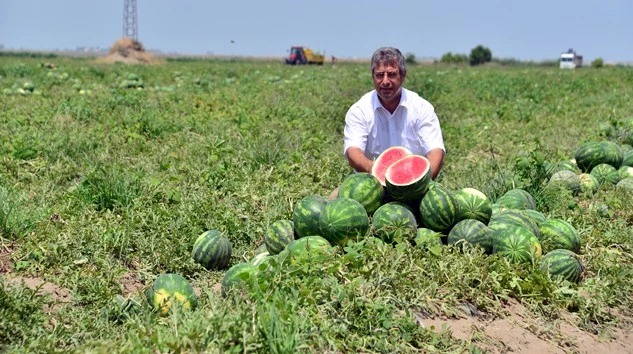 Karpuz Üretim Rekoru Adana’da