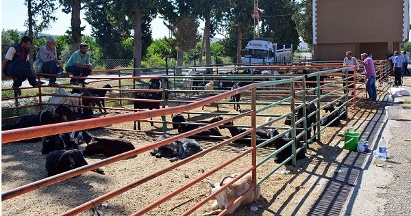 Kozan’da Kurbanlık Satış Ve Kesim Yerleri Belirlendi