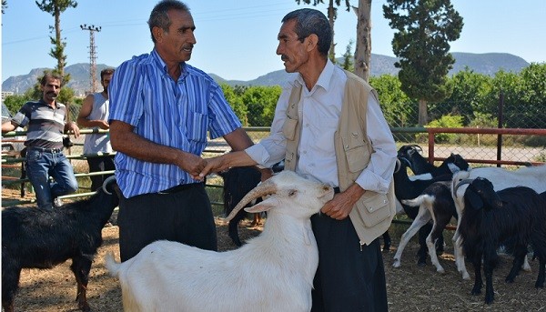 kozan_kurbanlik_