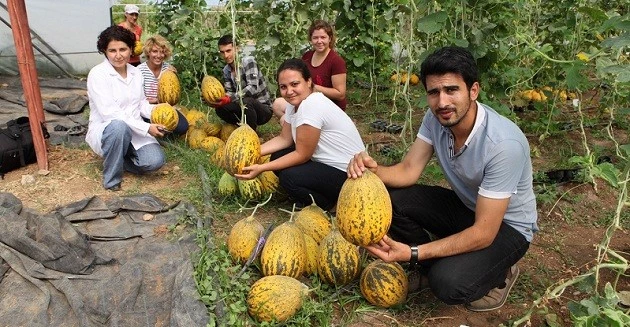 Kuraklığa Dayanıklı Kavunlar