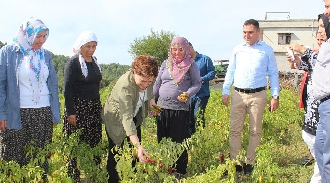 Biber Hasadına katıldı, Teşviklerin artırılacağını söyledi