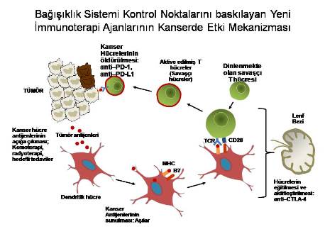 berksoy_sahin_cu (1)