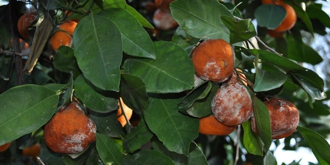 ozdis_yumurtalik (2)