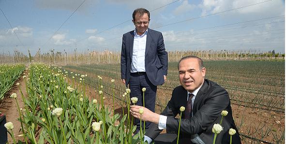 sozlu_cicek_hollanda (2)
