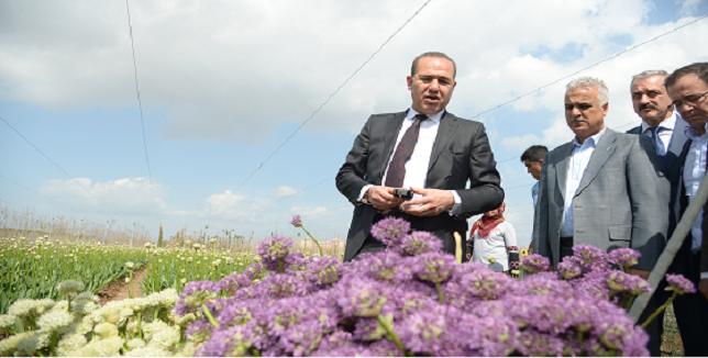 sozlu_cicek_hollanda (3)