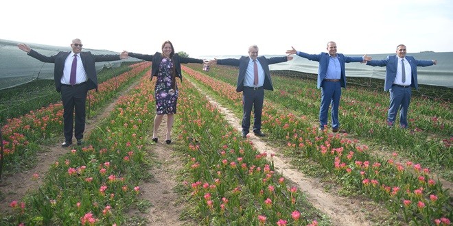 hollanda_cicek_ (4)