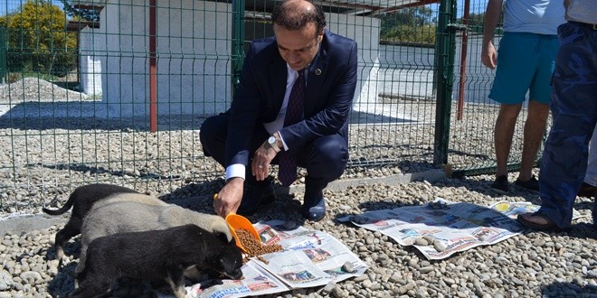 karatas_sokak_hayvanlari (2)