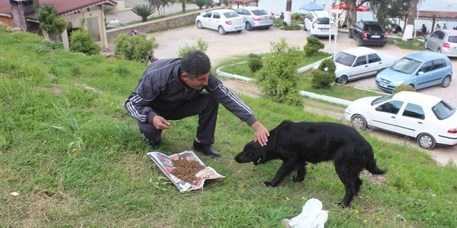 Hayvana Şiddet Üst Seviyelerde