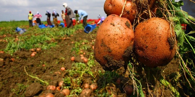patates_uretici