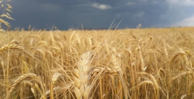 Buğday fiyatları ivedilikle açıklanmalıBuğday fiyatları ivedilikle açıklanmalı