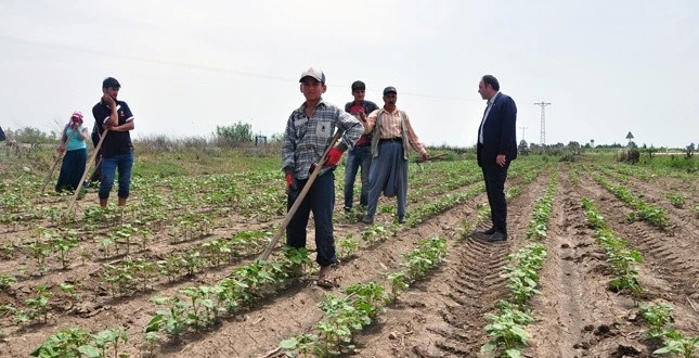 CHP’li Vekil Tarım İşçileriyle Tarlada