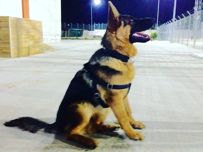 BUGÜN DÜNYA HAYVANLARI KORUMA GÜNÜ