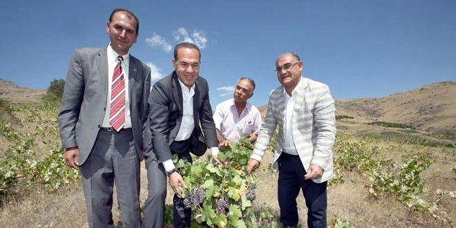 SAİMBEYLİ VE POZANTI  ÜZÜM DİYARI OLUYOR