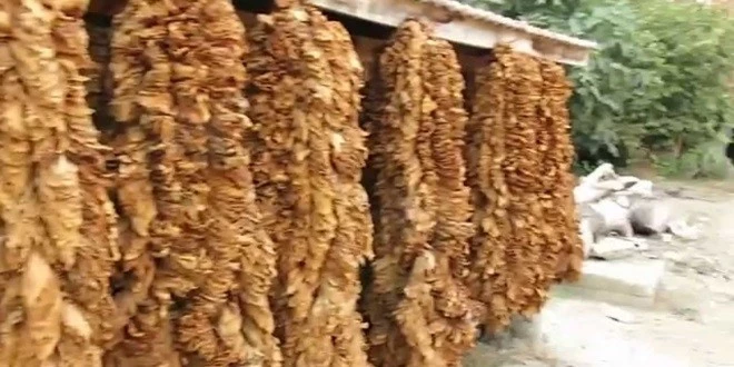 SİGARA İÇMEYEN 7 GÜN FAZLADAN İZİN KULLANACAK