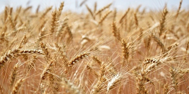 BUĞDAY EKİM ALANI ARTTIRILMALI