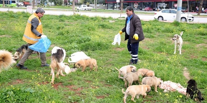 SOKAK HAYVANLARINA SEYHAN KUCAK AÇTI