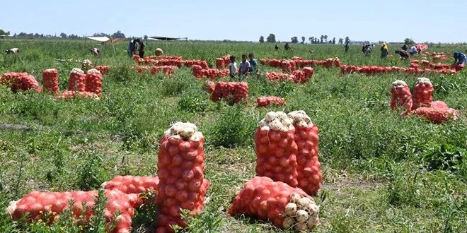 SATILAMAYAN SOĞAN TARLADA KALDI