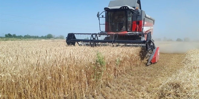 ADANA’DA BUĞDAY REKOLTE BEKLENTİSİ 750 BİN TON