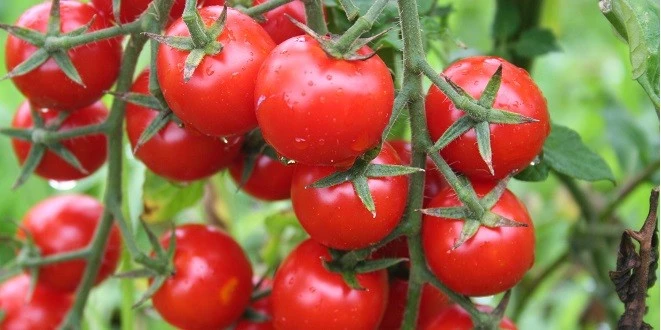 RUSYA’YA DOMATES İHRACATINDA KOTA 500 BİN TONA ÇIKARILDI
