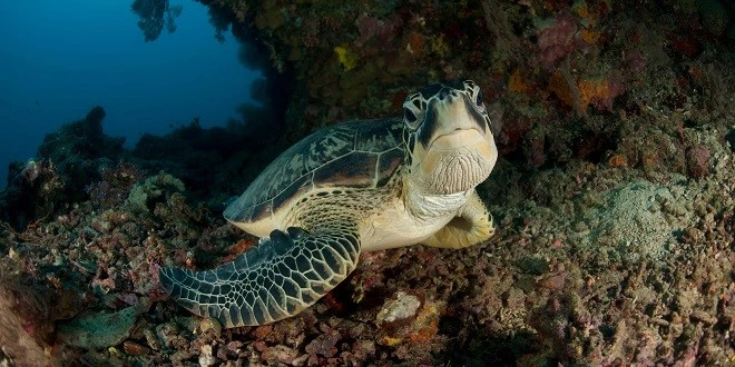 <strong>DENİZ KAPLUMBAĞALARINI BİRLİKTE KORUYALIM</strong>