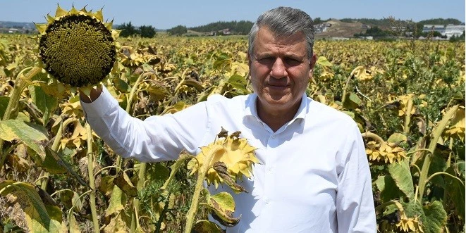 BARUT: AYÇİÇEĞİ ÜRETİCİSİ FİYAT VE ALIM BEKLİYOR
