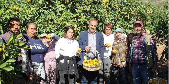 SATSUMA MANDALİNANIN İHRACAT YOLCULUĞU 20 EKİM’DE BAŞLIYOR