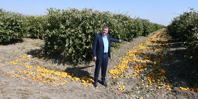 CHP’Lİ BARUT: ÇİFTÇİ AĞAÇLARI KESİYOR